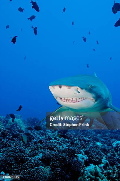 lemon shark (negaprion brevirostris) - shark attack stock pictures, royalty-free photos & images