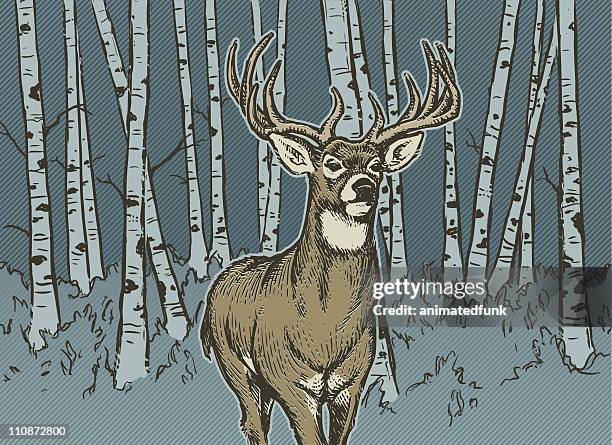 big buck - white tailed deer stock-grafiken, -clipart, -cartoons und -symbole