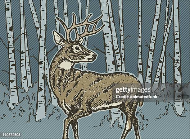 big buck - aspen forest stock illustrations