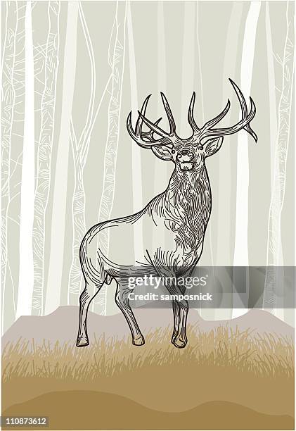 stockillustraties, clipart, cartoons en iconen met elk in the grasslands forest - wapiti