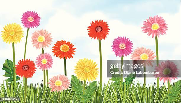 gerbera daisies growing in the grass - gerbera stock illustrations