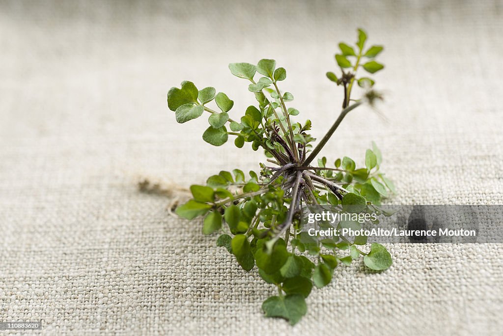 Fresh thyme