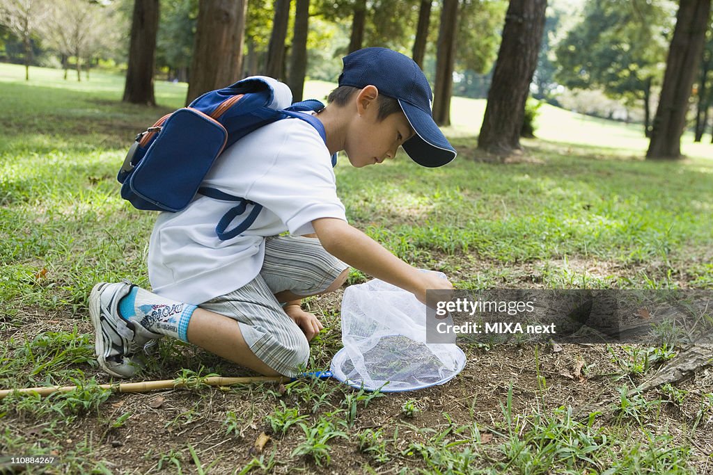 Boy Catching Insect High-Res Stock Photo - Getty Images