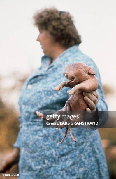 Woman holds, 02 October 1989 in the Tchernobyl area, a disabled newly born pig victim of the radioactivity fall-out of the Chernobyl power plant...