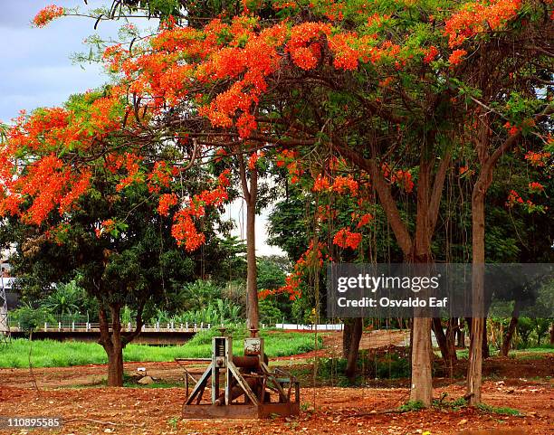 flamboyant tree blossom - delonix regia stock pictures, royalty-free photos & images