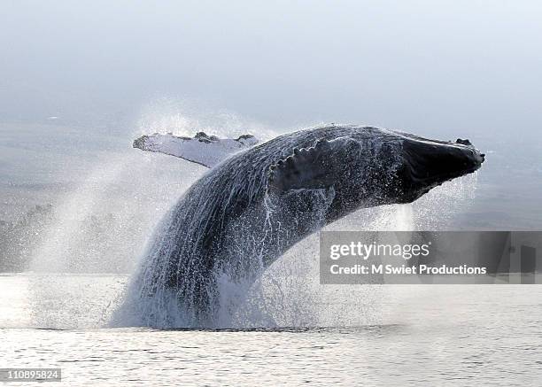 4,420 Largest Sea Mammal Photos and Premium High Res Pictures - Getty Images 4,420 Largest Sea Mammal Photos and Premium High Res Pictures - Getty Images