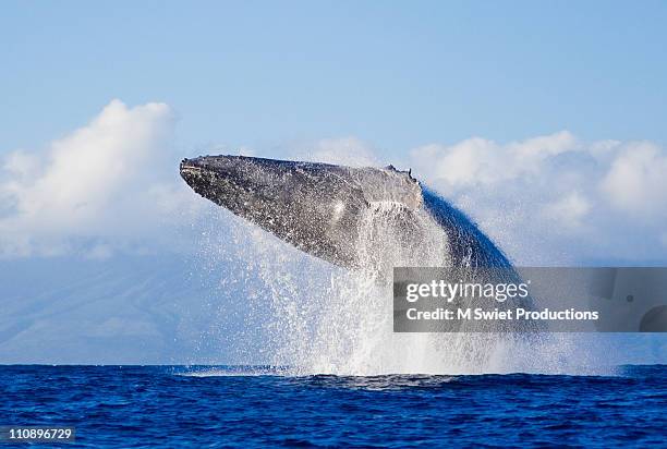 whale breaching - animals breaching stockfoto's en -beelden