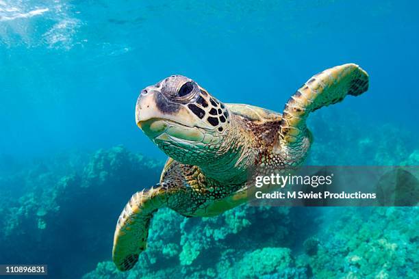sea turtle, hawaii - turtle stock-fotos und bilder