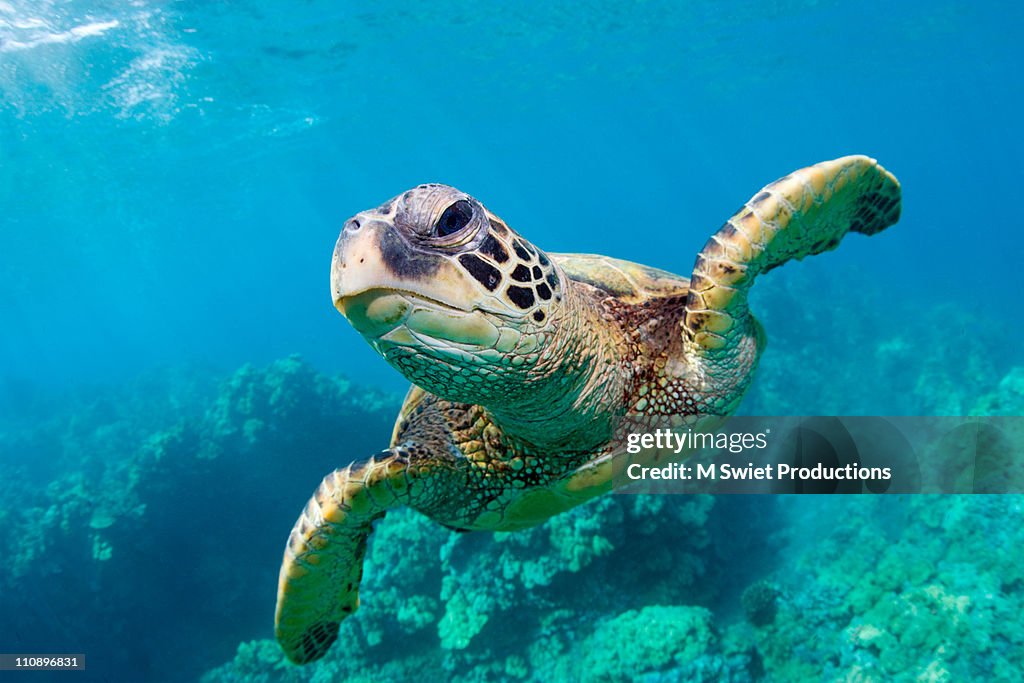 Sea turtle, Hawaii