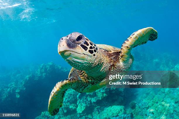 sea turtle, hawaii - sea life stock pictures, royalty-free photos & images