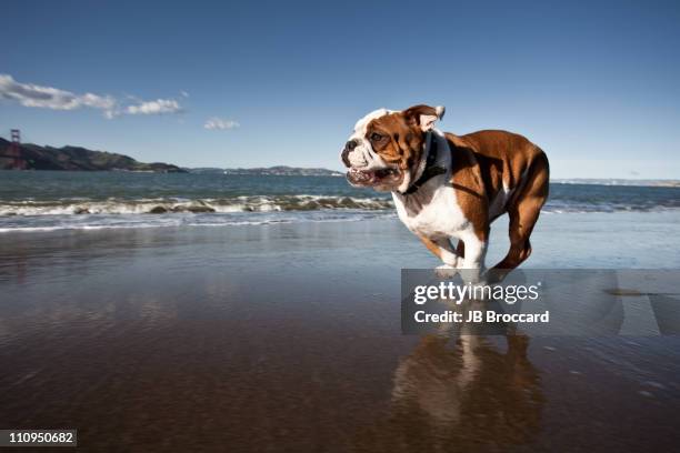 british bulldog - bulldog photos et images de collection