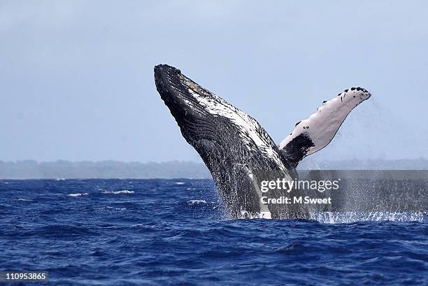 breaching whale - bultrug stockfoto's en -beelden