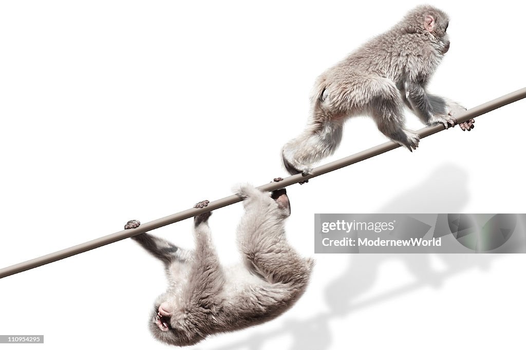 Monkey Fall On Rope Monkeys On The Rope High-Res Stock Photo - Getty Images
