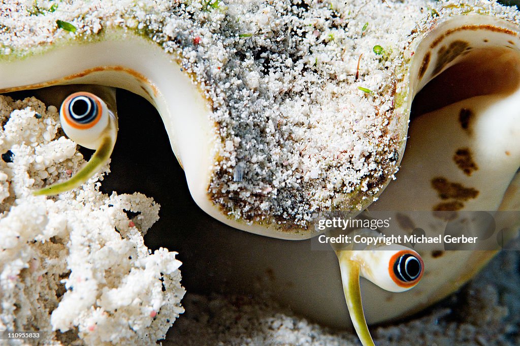 Queen Conch eyes