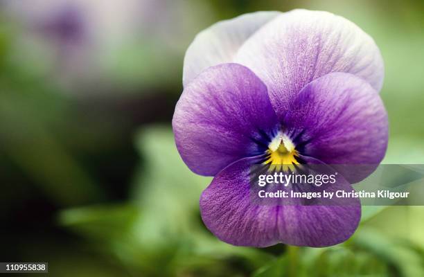 purple pansy - pansy fotografías e imágenes de stock