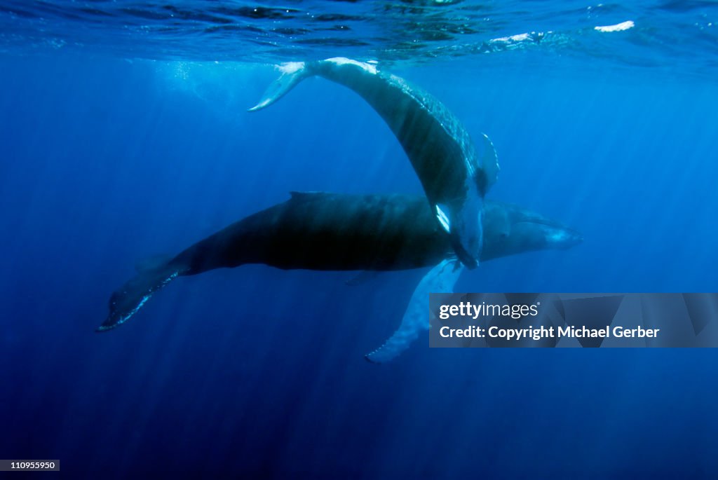 Humpback mother & calf