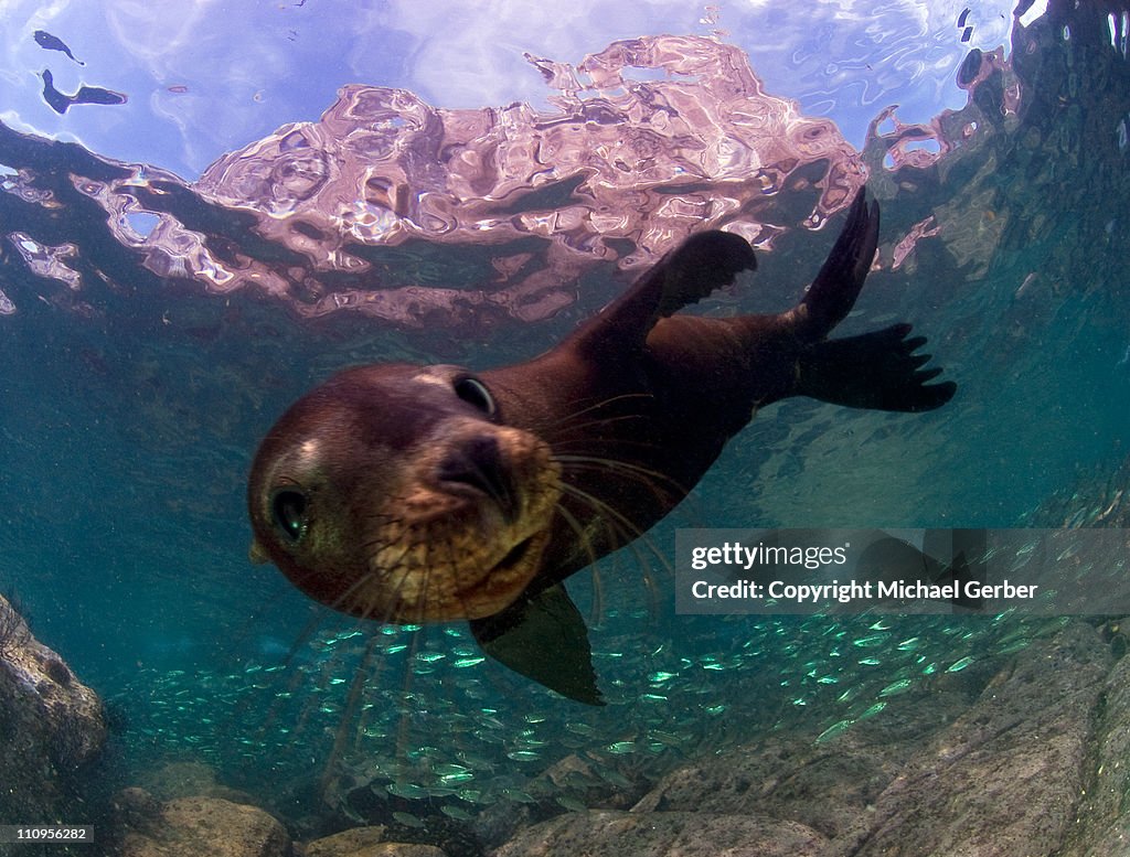 Sea Lion Pup