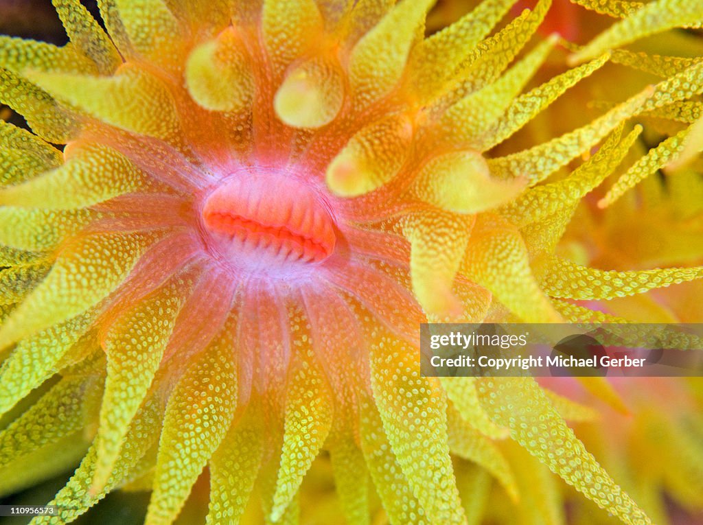 Cup coral