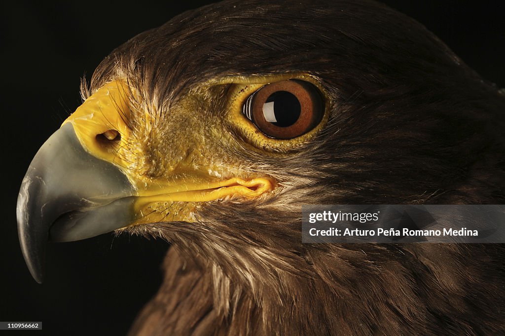 Augen Eagle