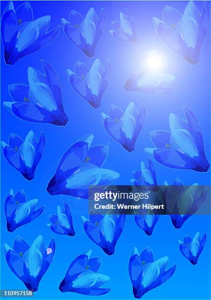 krokusblau - crocus stock illustrations