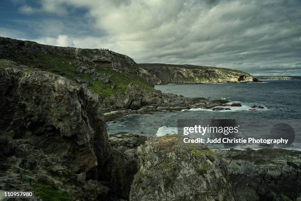 flinders chase on kangaroo island - australia kangaroo island stock-fotos und bilder