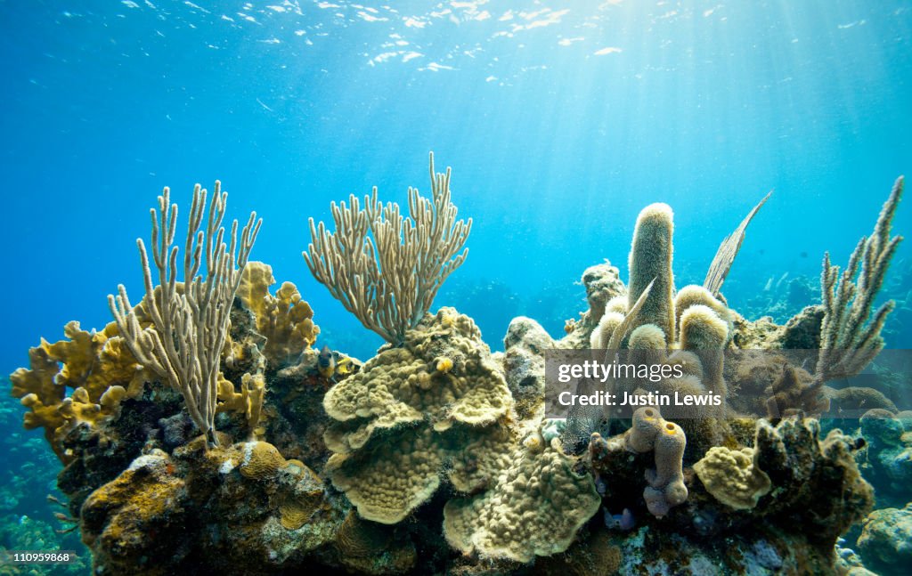 Tropical coral reef scene with fish.