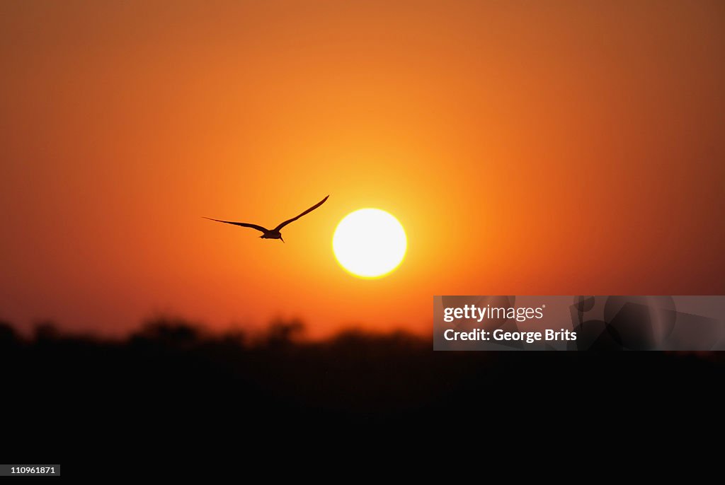 African Skimmer (Rynchops flavirostris) silhouetted against sun over Okavango River, Botswana