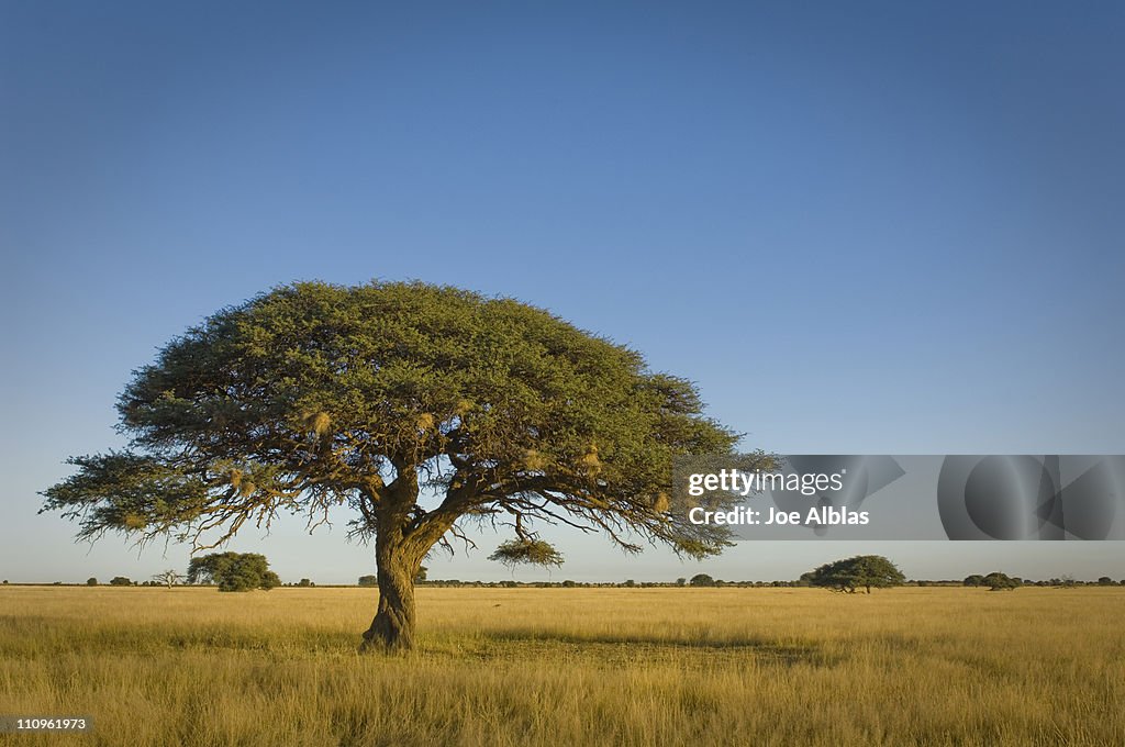 Acacia tree, North West Province, South Africa