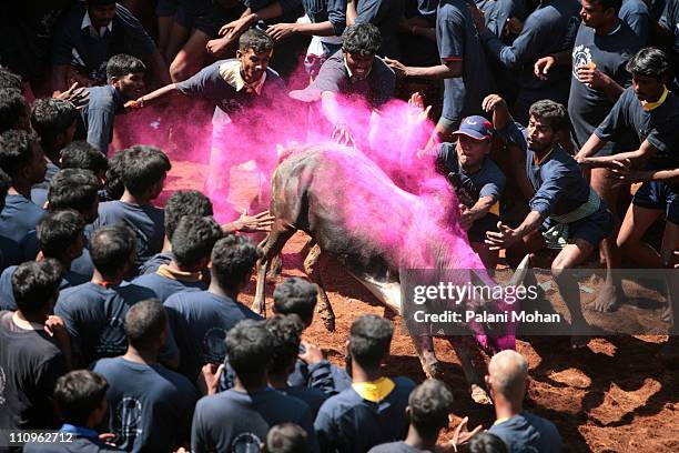 Bull decorated in pink powder jumps out of the gates, into the crowd of men who attempt to catch and ride the animals January 16, 2008 in...