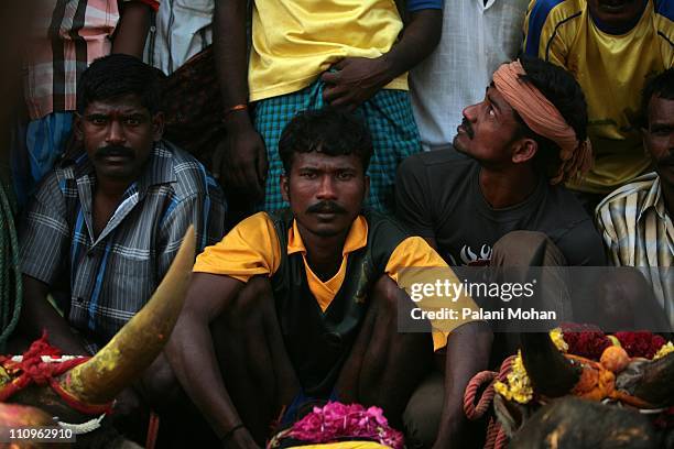 Villagers hold their bulls before they take part in the Jallikattu festival January 17, 2008 in Alanganallur, India. Jallikattu the ancient and...