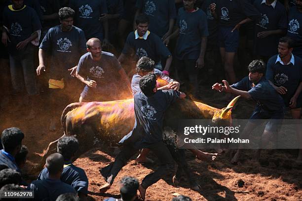 Bull jumps out of the gates, into the crowd of men who attempt to catch and ride the animals January 16, 2008 in Alanganallur, India. Jallikattu the...