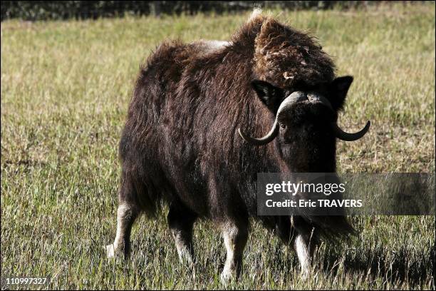 The wild animals featured in The wild animals featured in
