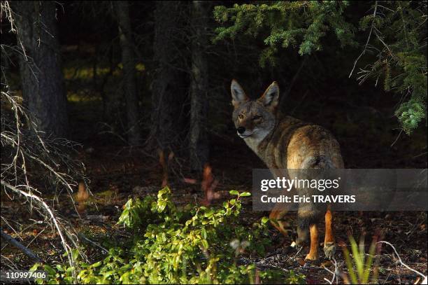 The wild animals featured in "The Last trapper" a film by Nicolas Vanier - The coyote is one of the seven members of the dog family in Canada - The...