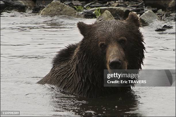 The wild animals featured in "The Last trapper" a film by Nicolas Vanier - A young grizzly gambols in the water at Groose Mountain in the province of...