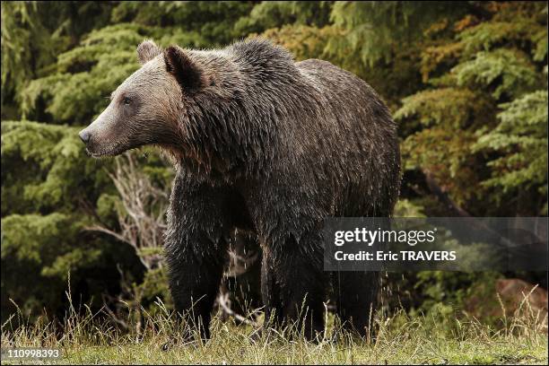 The wild animals featured in "The Last trapper" a film by Nicolas Vanier - Groose Mountain grizzly bear in British Columbia - Its sheer size and...