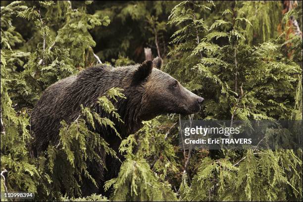 The wild animals featured in "The Last trapper" a film by Nicolas Vanier - Groose Mountain grizzly bear in British Columbia - Its sheer size and...