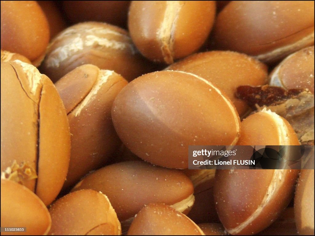 Production of argan oil in the Essaouira area of Morocco in Essaouira on January 17th, 2005.