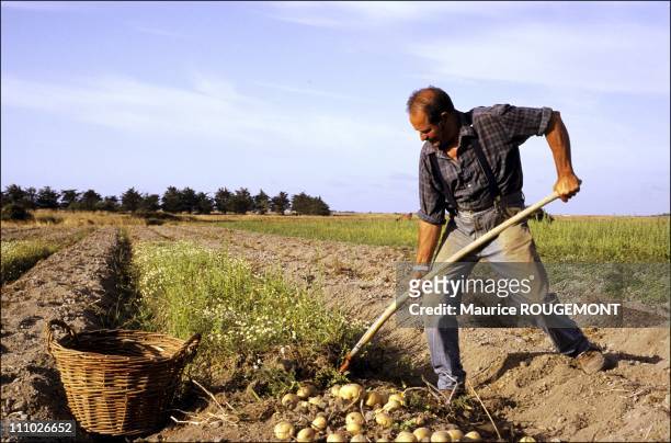 Picking potatoes of Noirmoutier in Noirmoutier Island in Ile de Noirmoutier, France on October 17th, 2005.