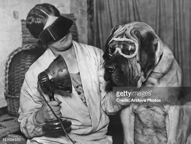 Miss V. Clarke giving English mastiff Buster a sun ray treatment before he takes part in the Crufts dog show in London, 21st April 1929. Both are...