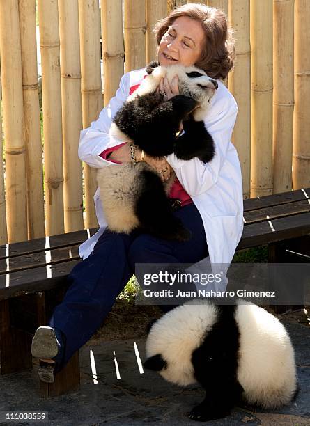 Queen Sofia of Spain visits Panda Bears at the Madrid Zoo Aquarium on March 29, 2011 in Madrid, Spain.