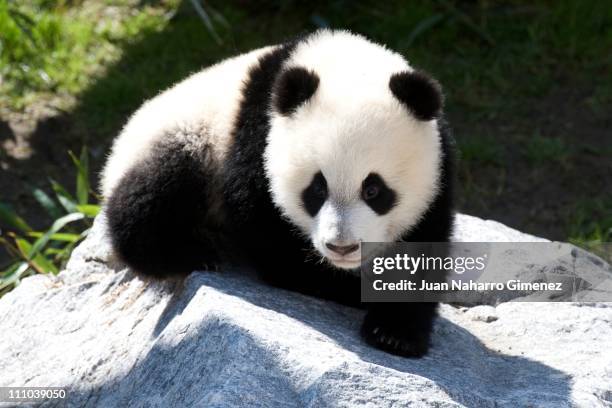 Queen Sofia of Spain visits Panda Bears at the Madrid Zoo Aquarium on March 29, 2011 in Madrid, Spain.