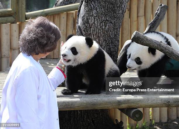 Queen Sofia of Spain visits Panda bears at the Zoo Aquarium on March 29, 2011 in Madrid, Spain.