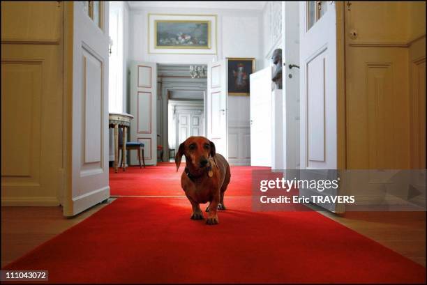 The castle is the residence of the Danish sovereigns between Easter and the end November - The dog of the castle in Fredensborg, Denmark on Octorber...