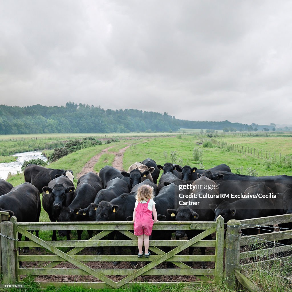 Girl climbing fence to look at cows