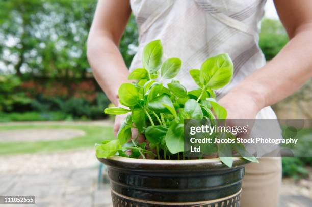 mixed race woman planting basil - basil ltd stock pictures, royalty-free photos & images