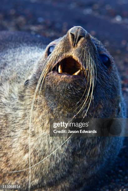 whalers bay, port foster, deception island, south shetland islands, antarctic peninsula, antarctica. - antarctic fur seal stock pictures, royalty-free photos & images