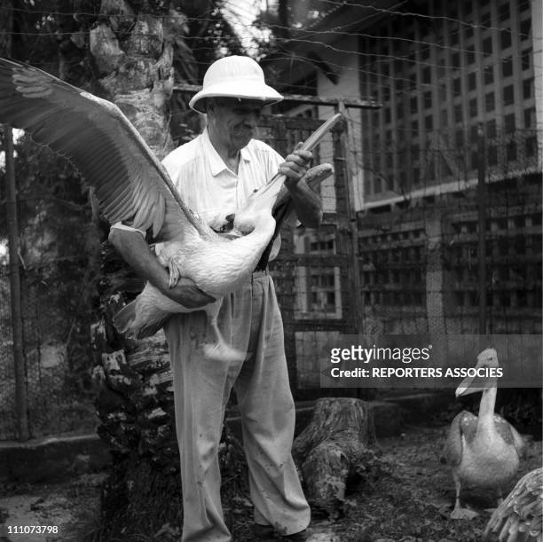 Dr - Albert Schweitzer and his hospital in Lambarene, Gabon in 1953 - Albert Schweitzer with pelicans.Music and animals merged time and time again,...
