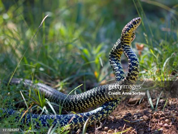 Parascoping Snakes 112 Mating Snakes Stock Photos, High-Res Pictures, and Images - Getty ...
