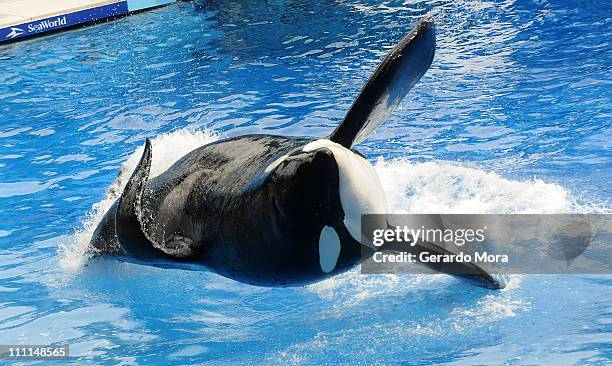 Killer whale "Tilikum" appears during its performance in its show "Believe" at Sea World on March 30, 2011 in Orlando, Florida. "Tilikum" is back to...