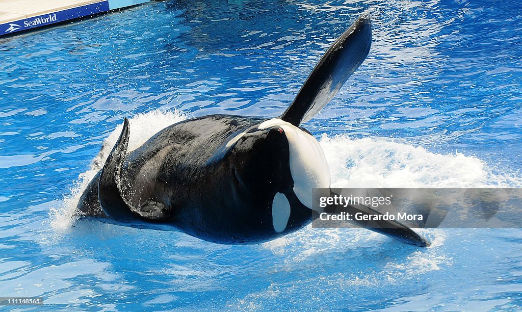 Killer Whale That Killed Its Trainer Returns To Show At SeaWorld